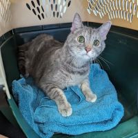 Potomac Valley Vet Surgical Spec ico