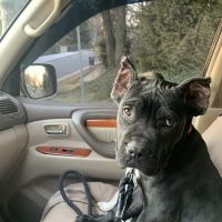 Paws Purrs & Exotics Animal Hospital ico