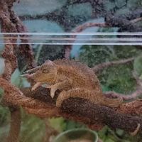 VCA Beacon Hill Cat Hospital ico