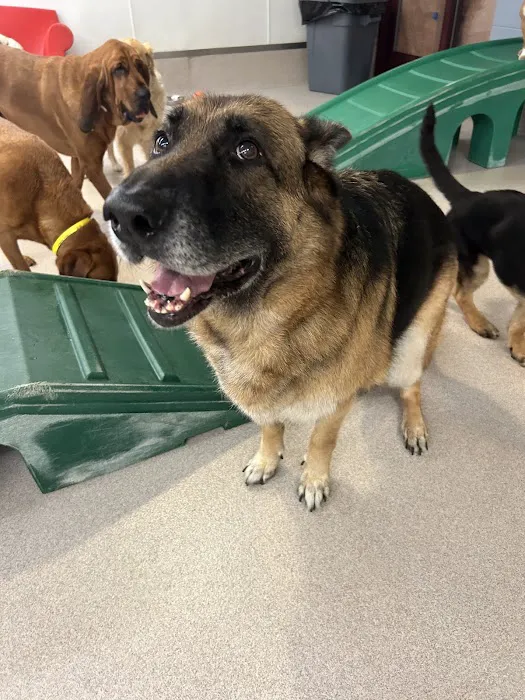 Burke Forest Veterinary Clinic 4