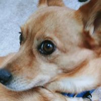 Mt Vernon Animal Hospital ico