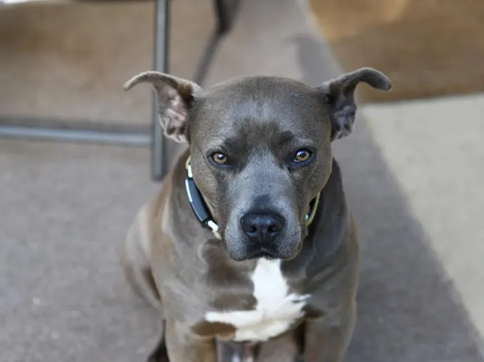 Mt Vernon Animal Hospital 7