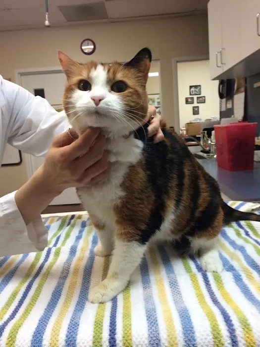 Kingstowne Cat Clinic 12