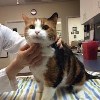 Kingstowne Cat Clinic ico
