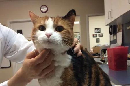 Kingstowne Cat Clinic