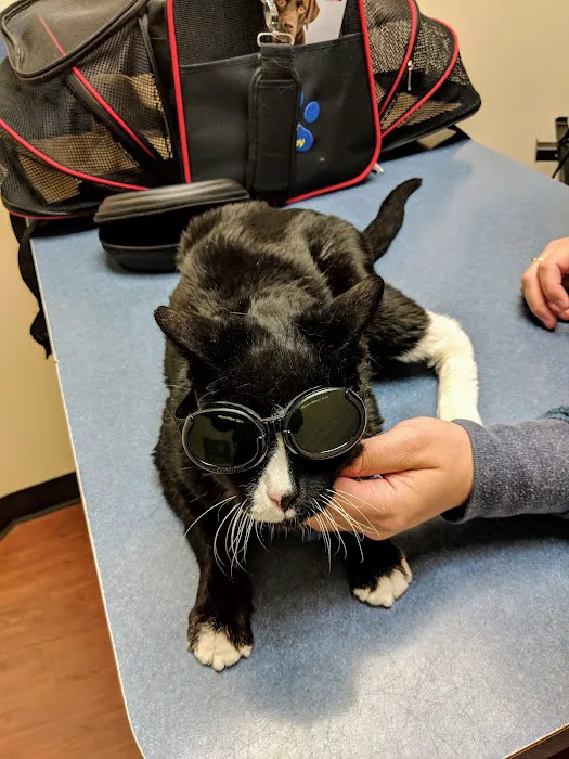 Kingstowne Cat Clinic 12