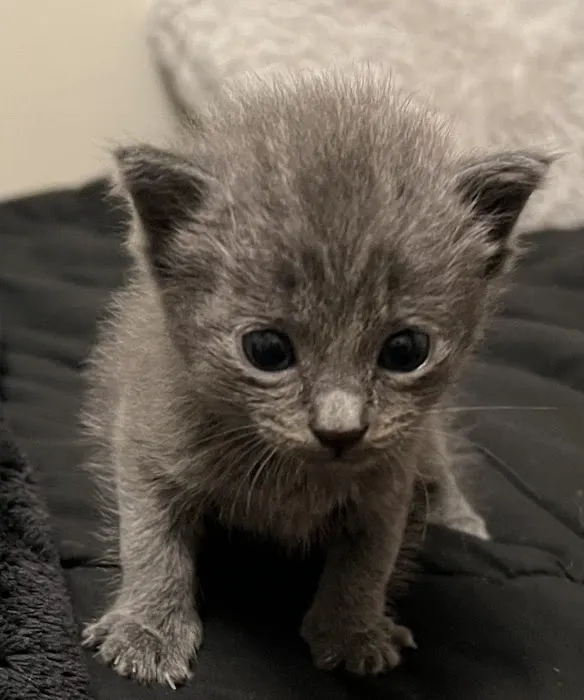 Kingstowne Cat Clinic 12