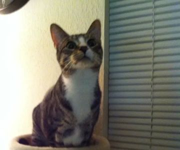 Parkway Veterinary Clinic