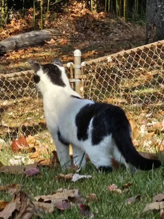Prince George's Animal Hospital 4