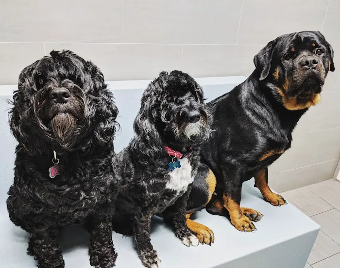Prince George's Animal Hospital 8