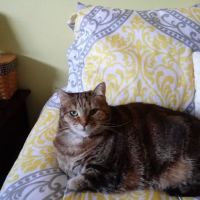 College Park Animal Hospital ico