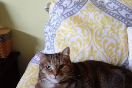 College Park Animal Hospital