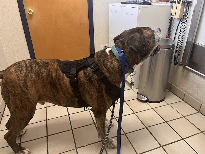 College Park Animal Hospital 4