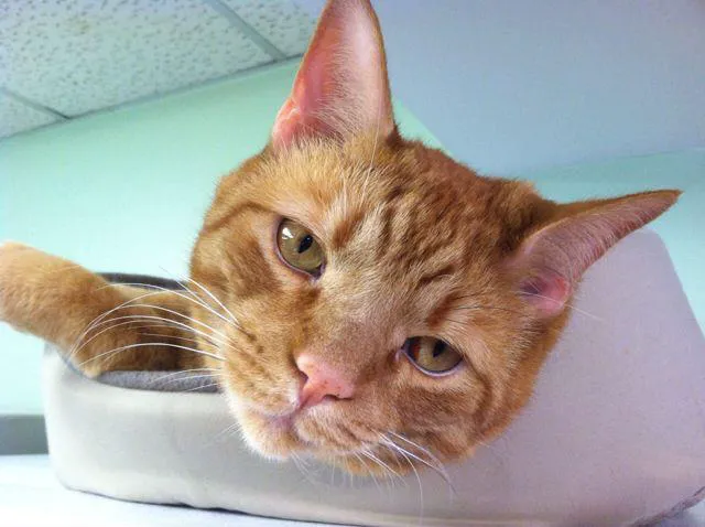 College Park Animal Hospital 8