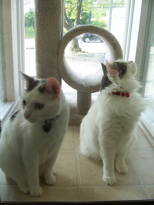 APAW Veterinary Hospital & Wellness Center 8