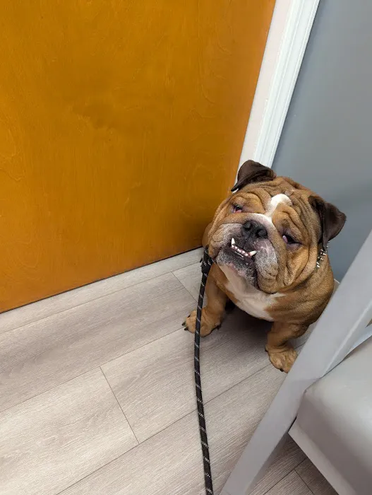 APAW Veterinary Hospital & Wellness Center 3