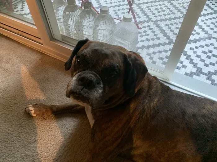 Tysons Corner Animal Hospital 9