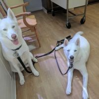 Tysons Corner Animal Hospital ico