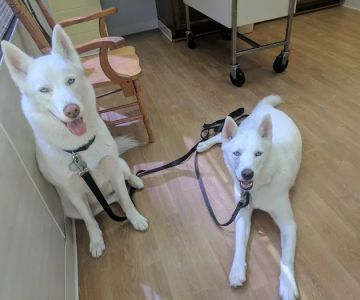 Tysons Corner Animal Hospital
