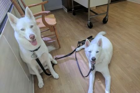 Tysons Corner Animal Hospital