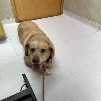 Vienna Animal Hospital ico