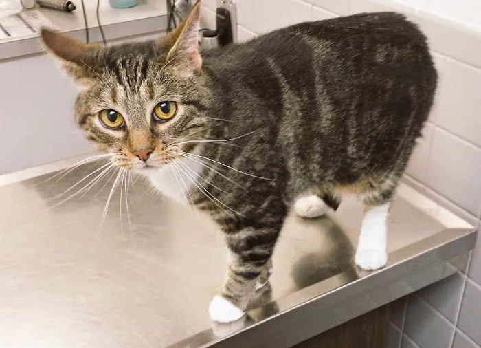Falls Church Animal Hospital 1