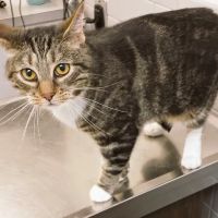 Falls Church Animal Hospital ico