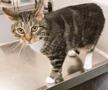 Falls Church Animal Hospital