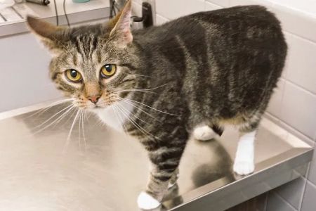 Falls Church Animal Hospital