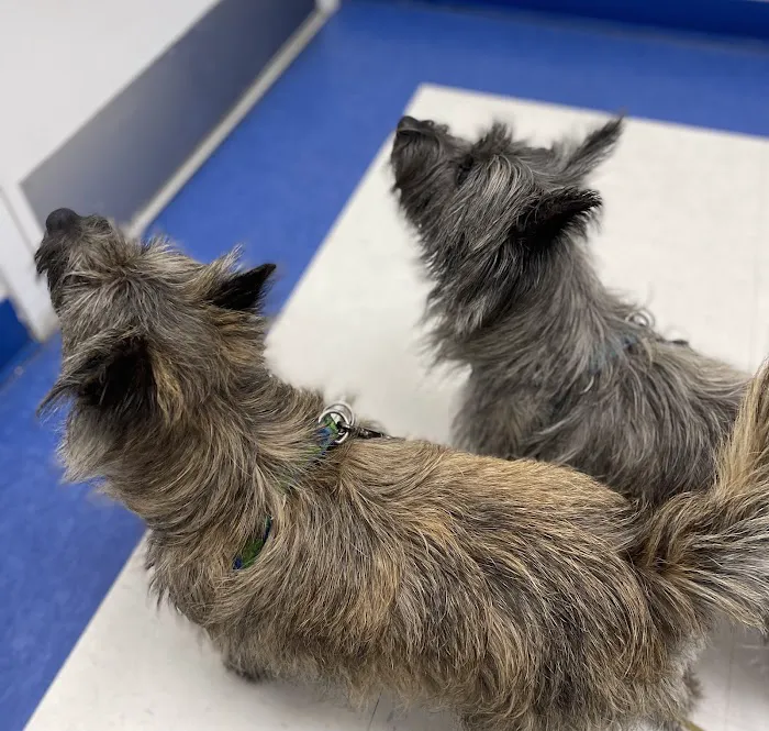 Caring Hands Animal Hospital - Merrifield 8