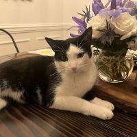 Caring Hands Animal Hospital - Merrifield ico