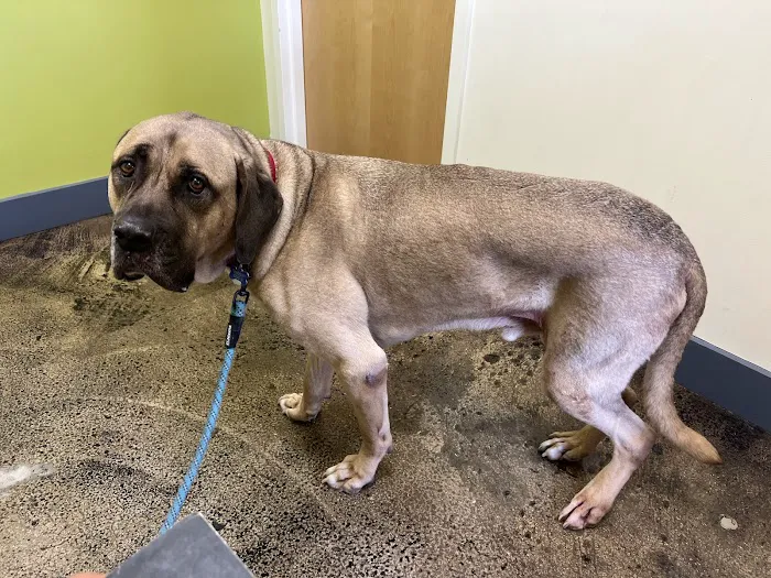 Value Vet- By Appointment 3