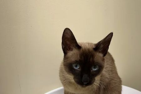 Value Vet- By Appointment