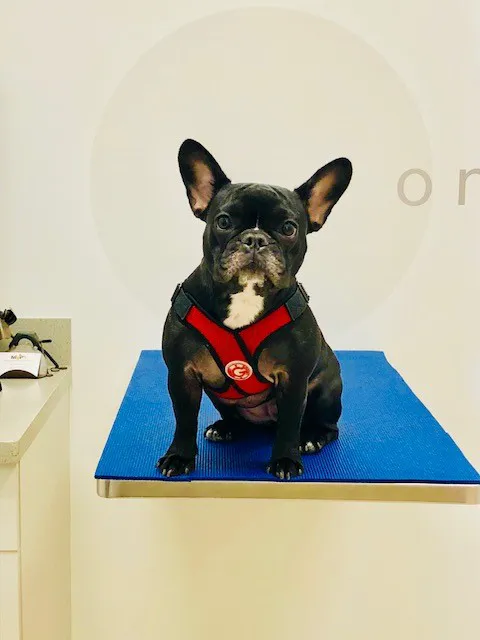 Mainstay Veterinary Practice 12
