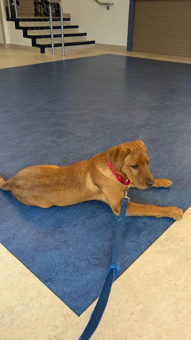 Mainstay Veterinary Practice 12