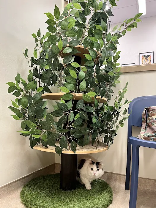 Mainstay Veterinary Practice 12