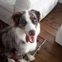 Little River Veterinary Clinic ico