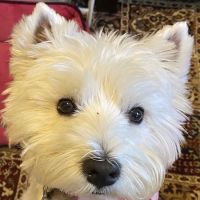 Montrose Animal Health Center ico