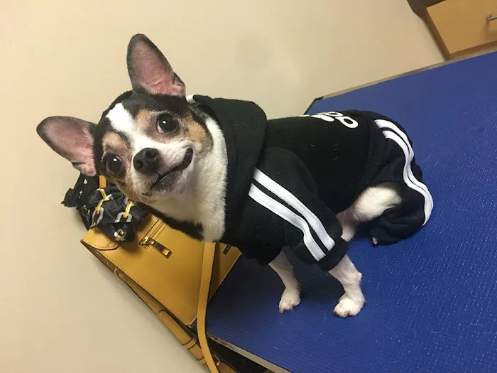 CVCA Cardiac Care For Pets 12