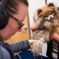 CVCA Cardiac Care For Pets ico