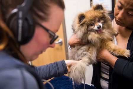CVCA Cardiac Care For Pets