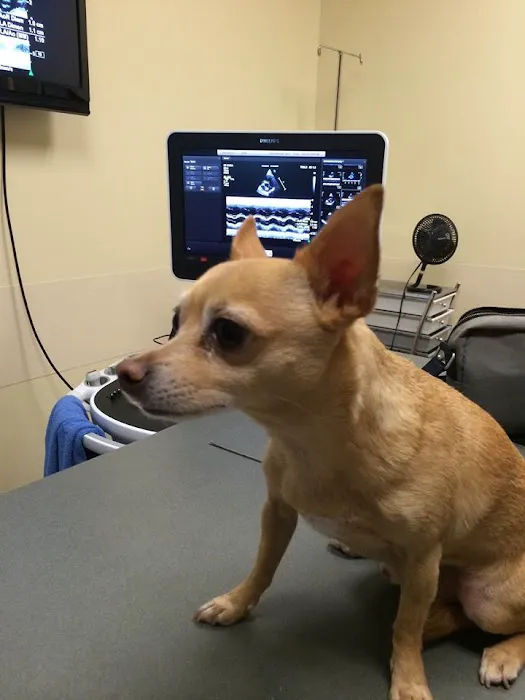 CVCA Cardiac Care For Pets 12