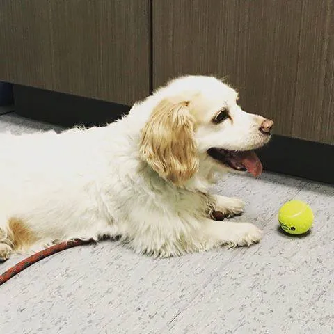 CVCA Cardiac Care For Pets 12