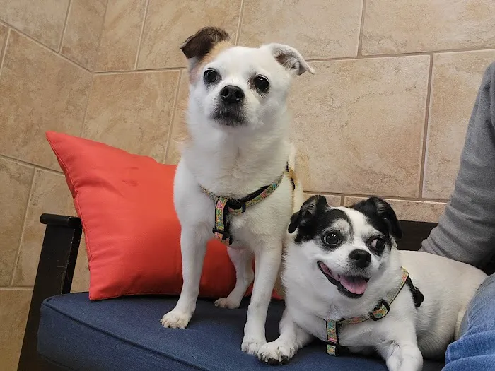 CVCA Cardiac Care For Pets 12