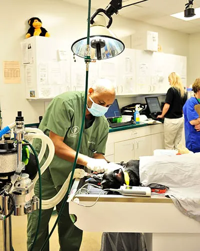 Town & Country Animal Hospital 12