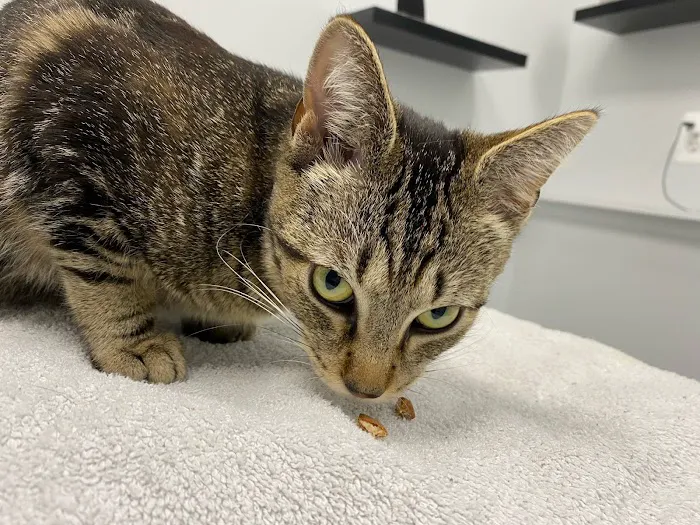 Fairfax Veterinary Hospital 12