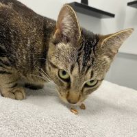 Fairfax Veterinary Hospital ico