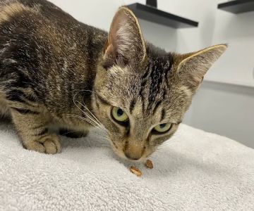 Fairfax Veterinary Hospital