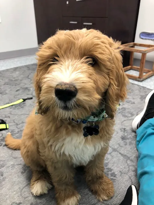 Fairfax Veterinary Hospital 12