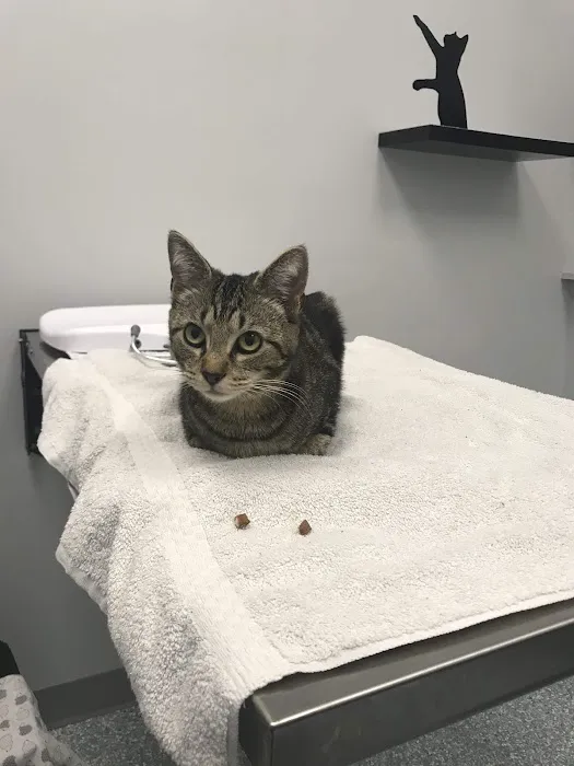 Fairfax Veterinary Hospital 12